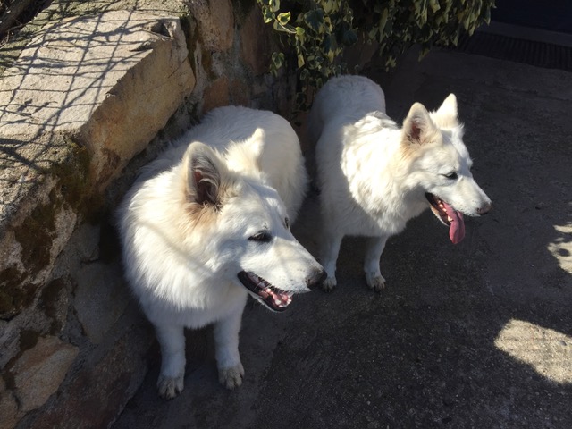 Chiens bergers blanc suisse