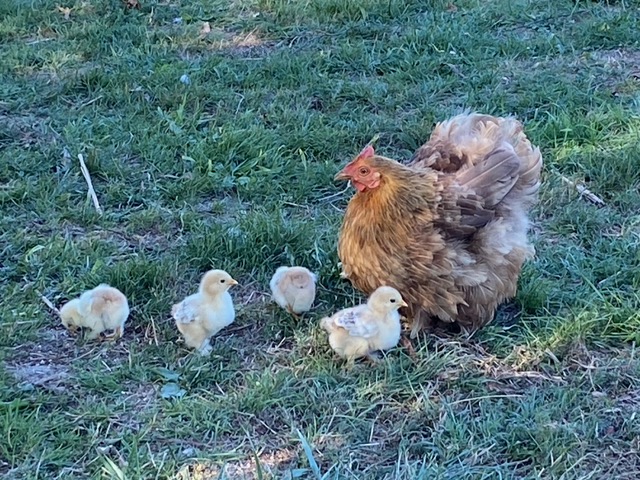 Poule de Pékin et ses poussins